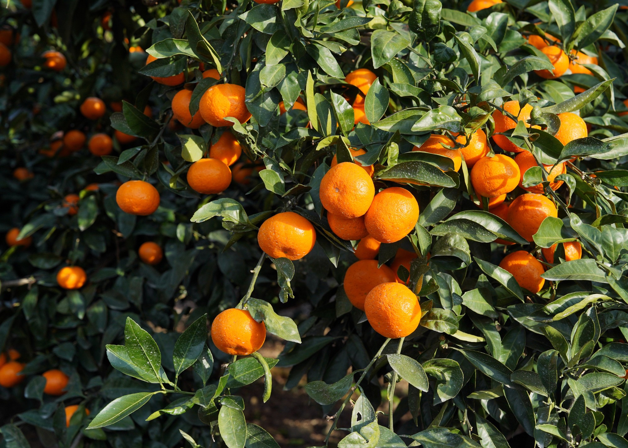 Optimistic Outlook Projected for Summer Citrus From Chile - Produce Market Guide
