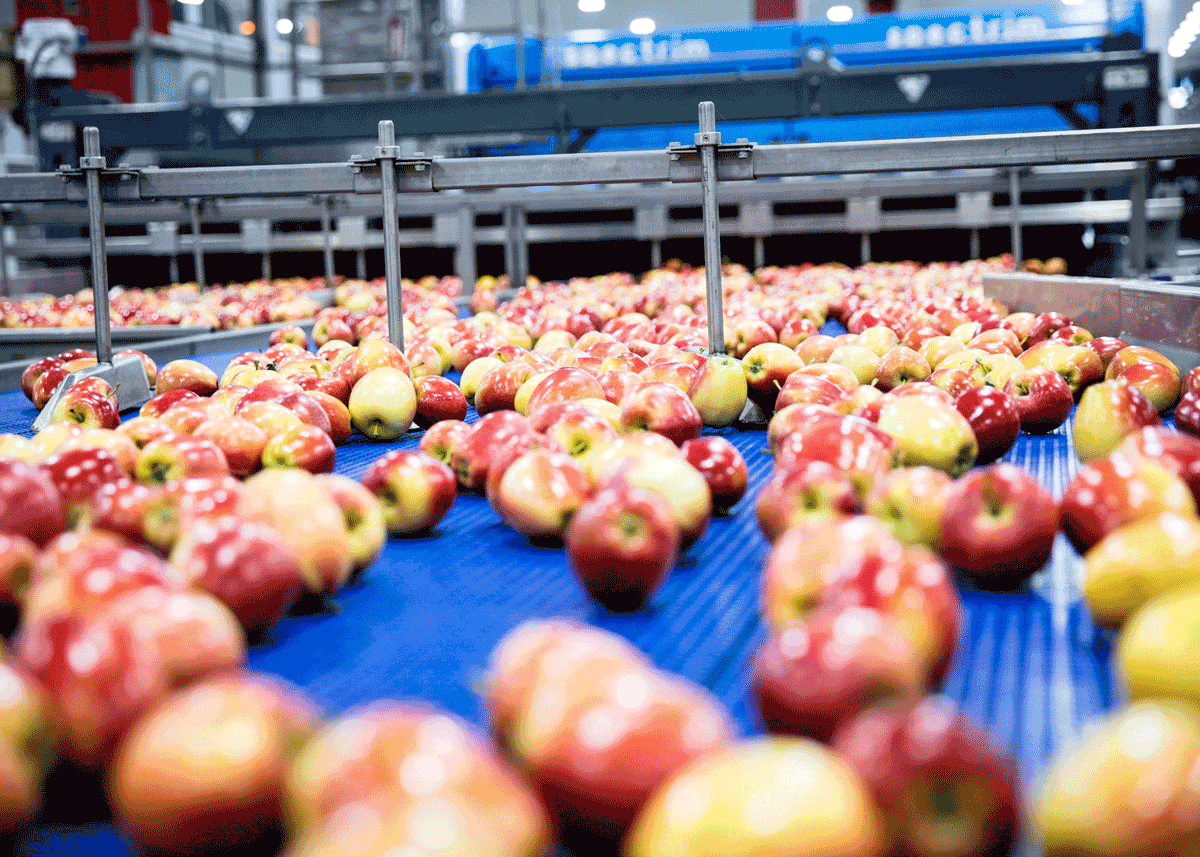 Applewood Fresh Aligns With Belding Fruit Storage to Boost Midwest Apple Supply - Produce Market Guide