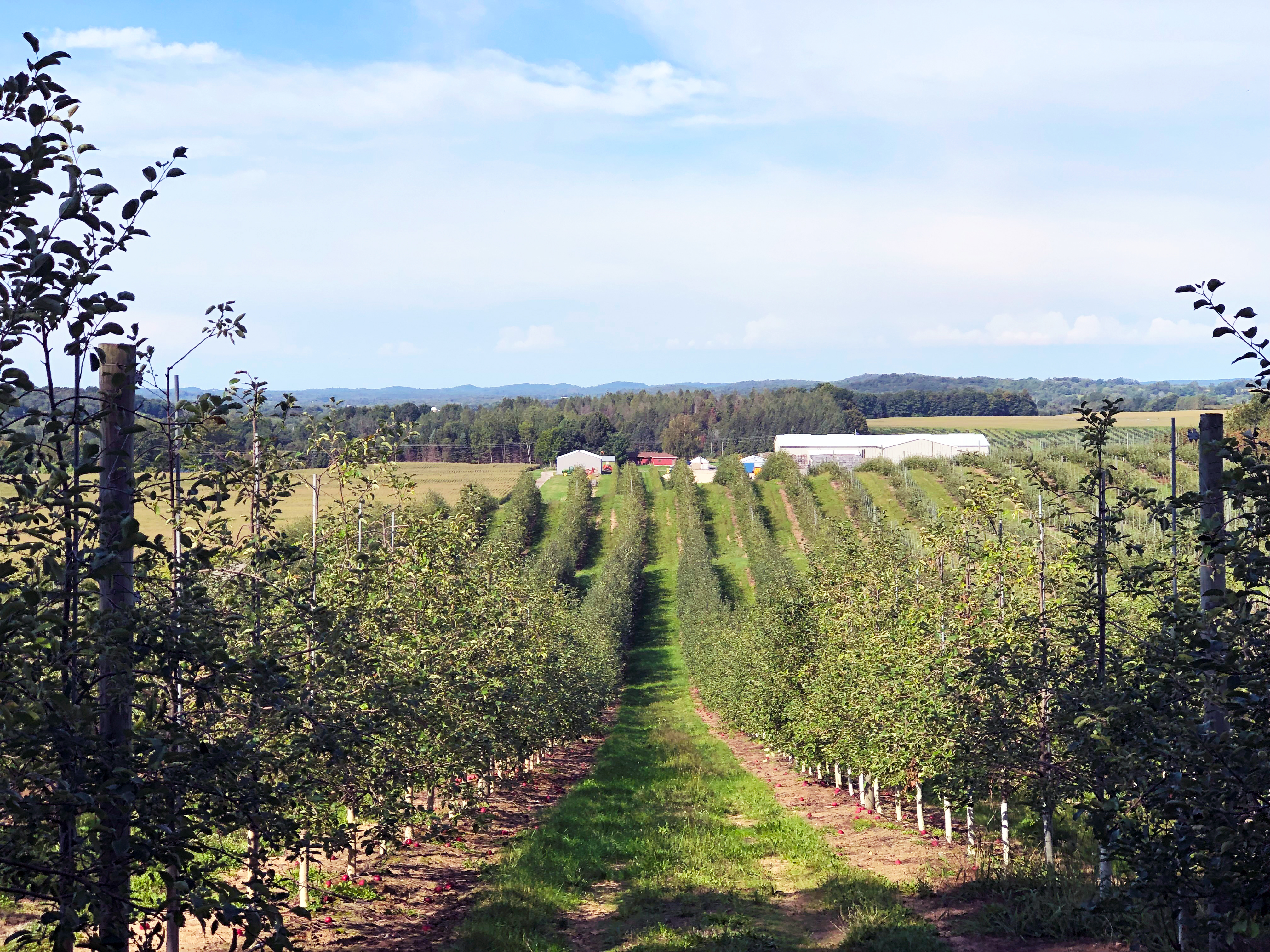 Favorable Conditions Set the Stage for Good Michigan Apple Crop