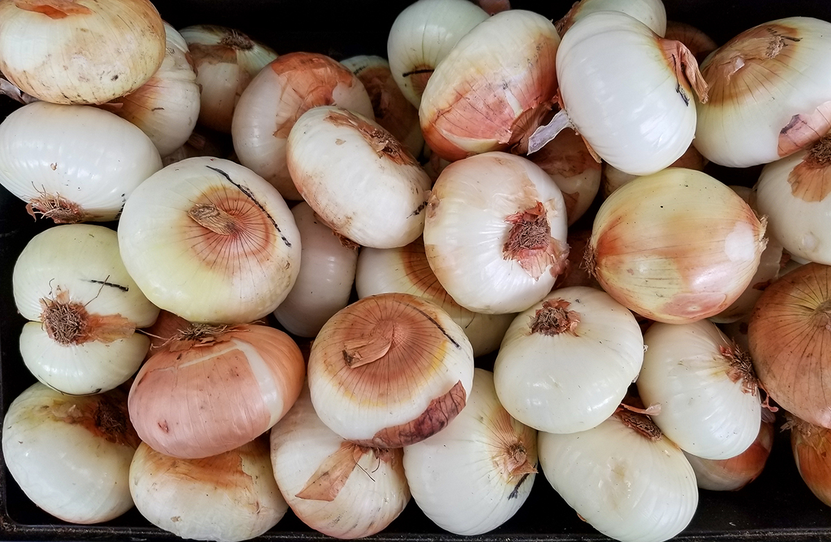 Shuman Taps Into College NIL Activations to Connect With Younger Consumers