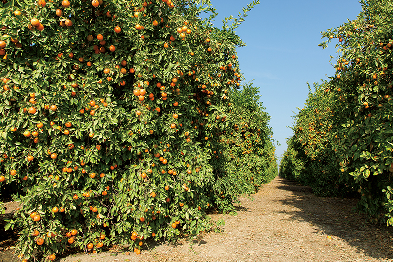 Wonderful_Halos_orchard EDIT.jpg