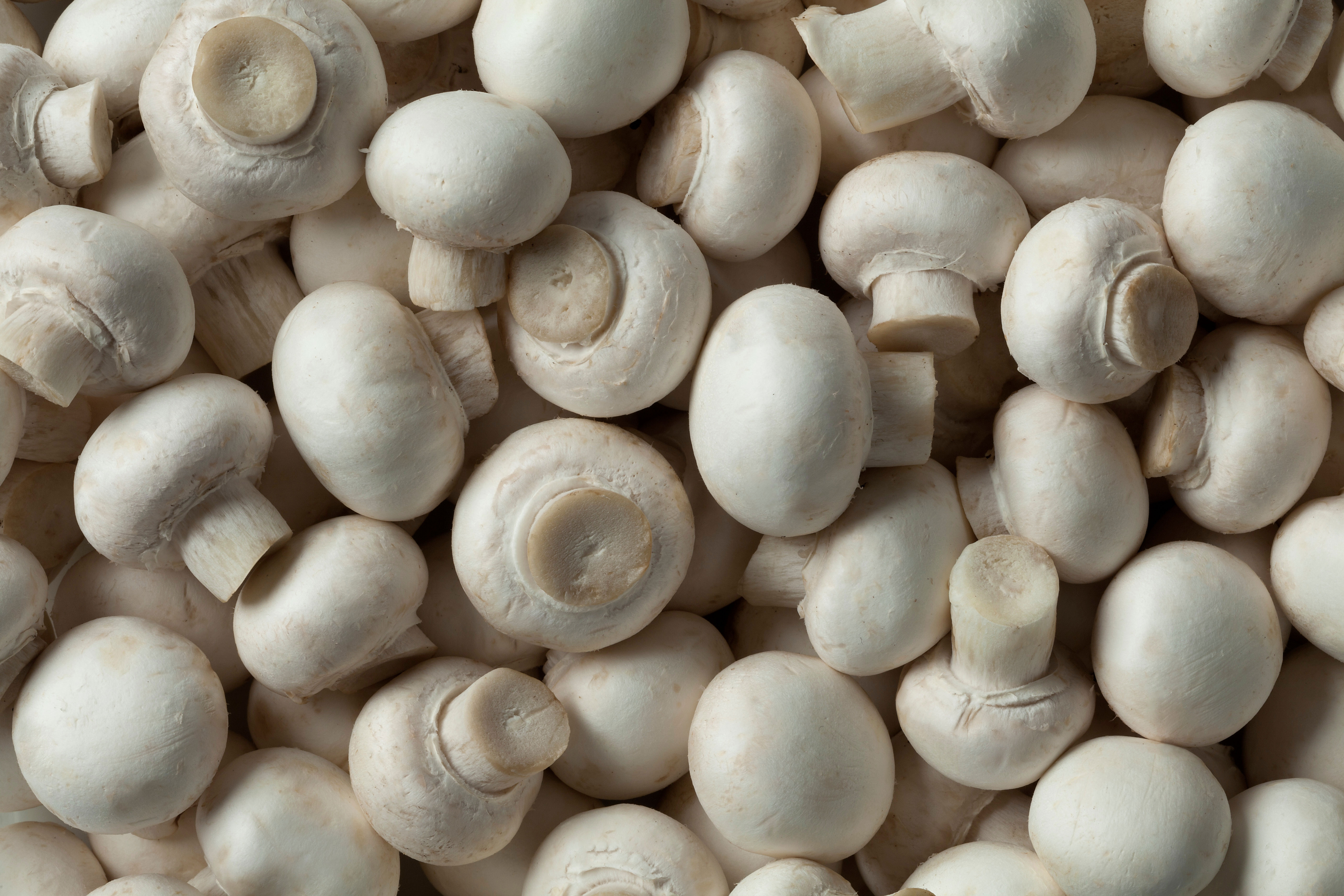 Canadian Mushroom Growers to Fight ‘Deeply Flawed’ U.S. Subsidy Ruling - Produce Market Guide
