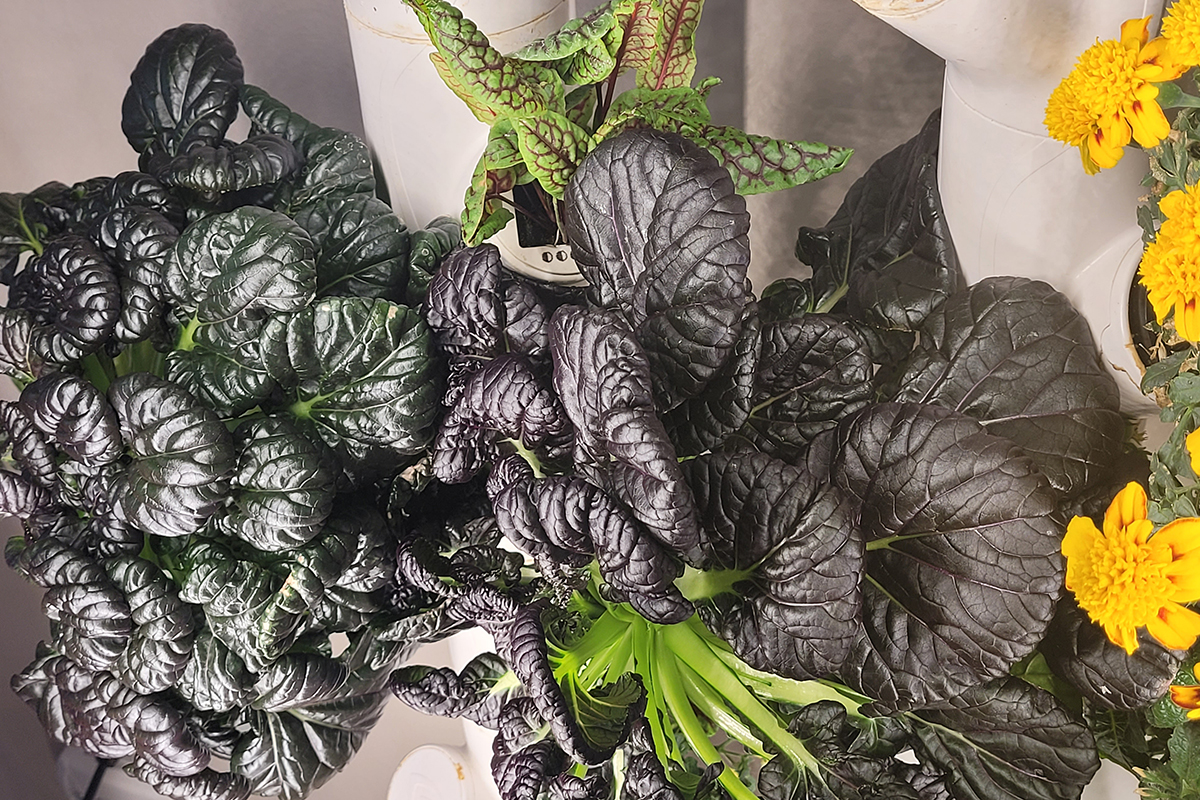 Red sorrel and tatsoi growing in the author's kitchen garden.