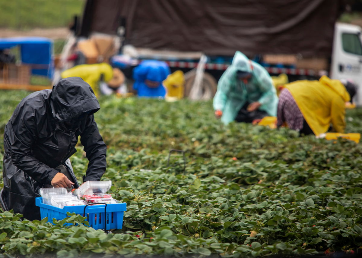 How Fresh Produce Leaders Fight for Ag Labor, SB 54 and Trade Viability - Produce Market Guide