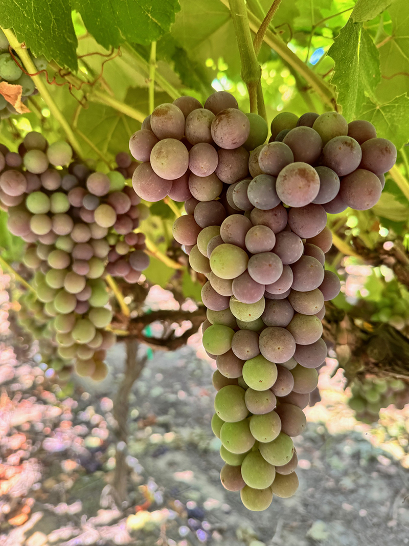 As California Table Grapes See Early Color, Sugars Race to Catch