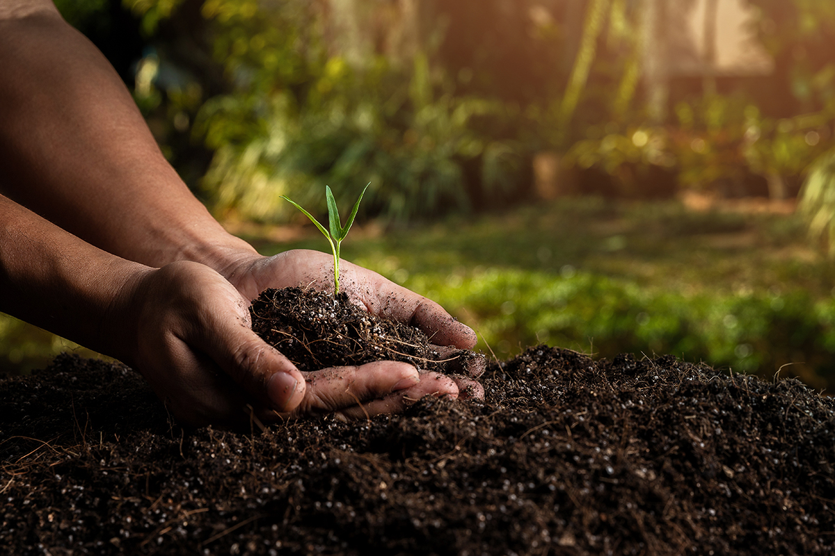 Why Soil Health is the Secret Ingredient for Sustainable Food - Produce Market Guide