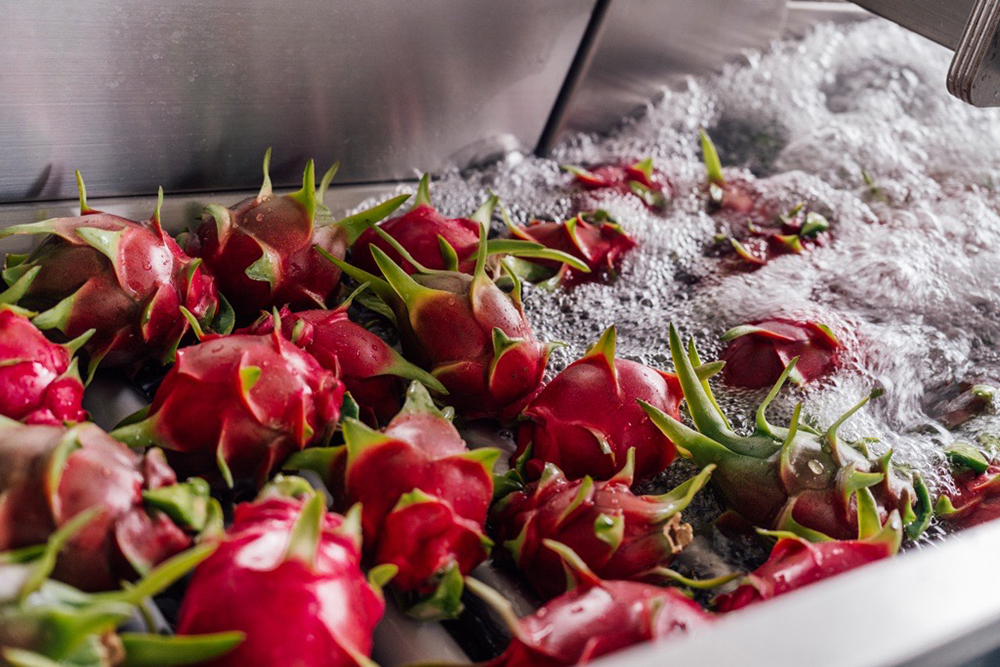 Dragon Fruit Expected to be Plentiful Through February, Says Tierra Suelta - Produce Market Guide