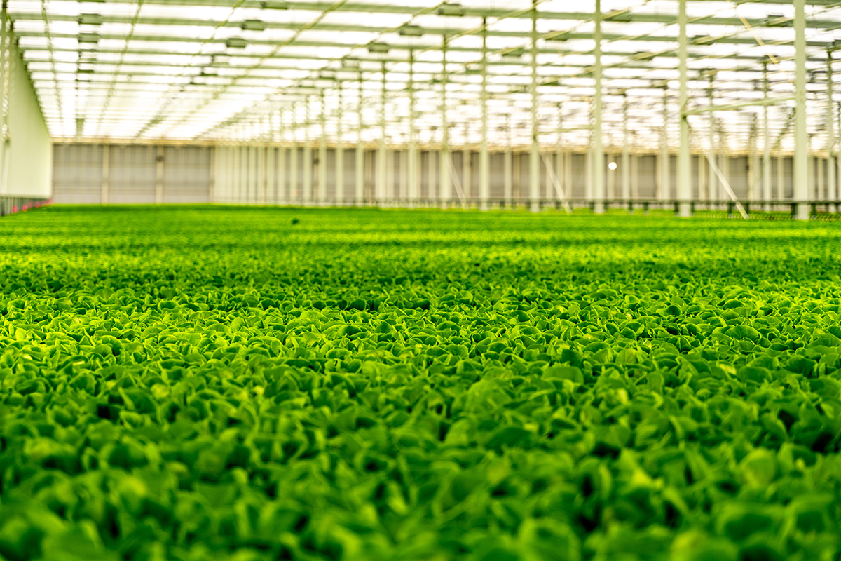 Inside Local Bounti’s Strategy for Controlled, Profitable Scale - Produce Market Guide