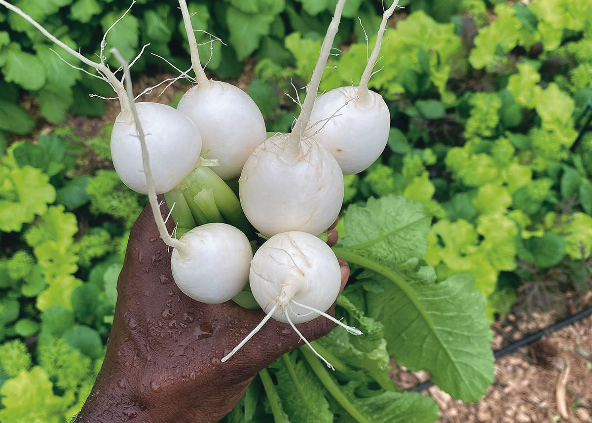 Web_Large-RegeneratingEarth_262_faithful_farms_00001_PR.jpg