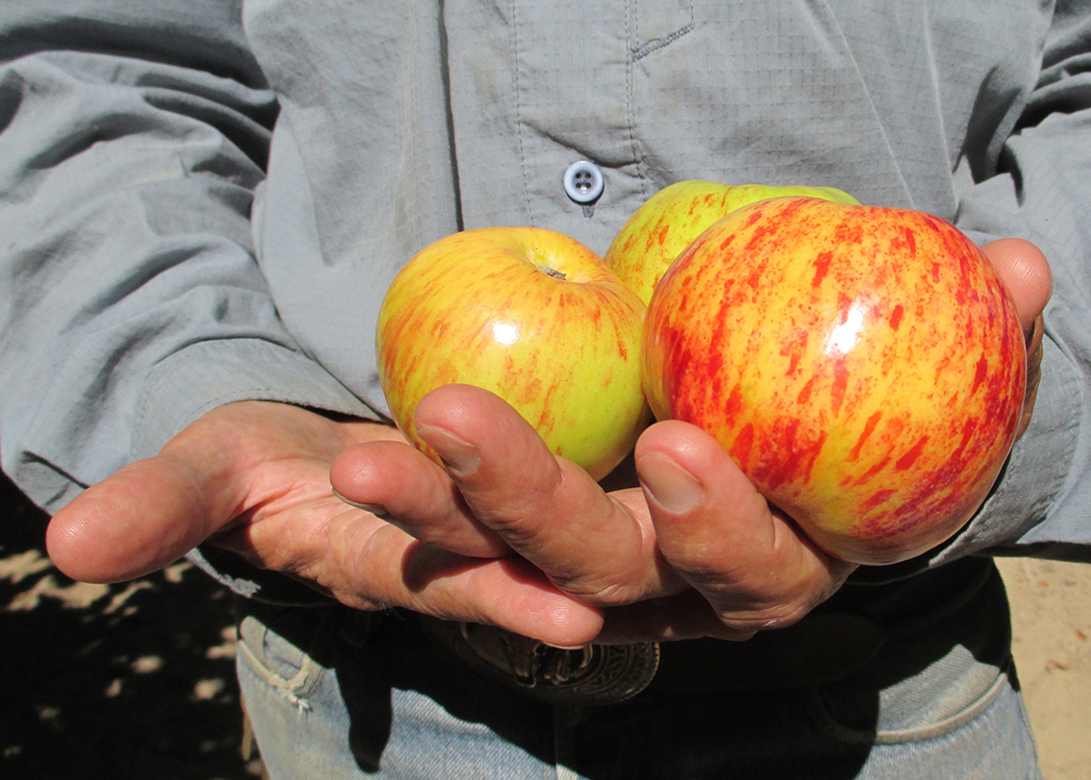 Fundraiser Shines Light on Almost Forgotten Apple Variety