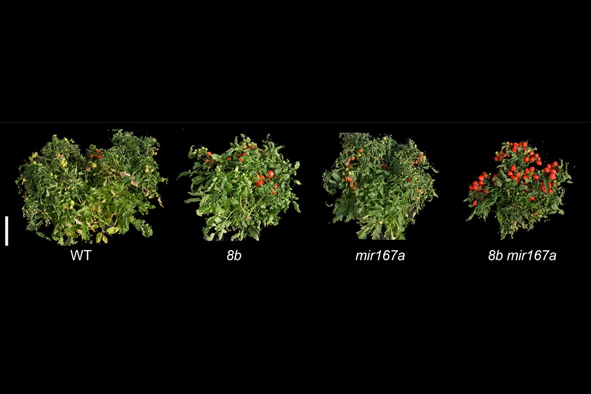 A picture of the plants from the cold experiment.