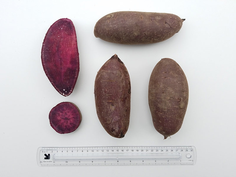 Breeder_Purple_Majesty EDIT.jpg