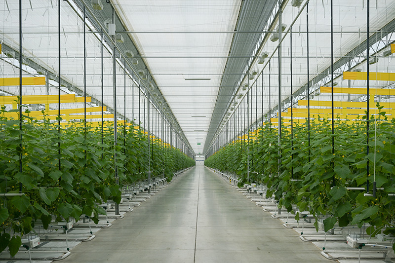 OGVG EDITInterior Greenhouse 05.jpg