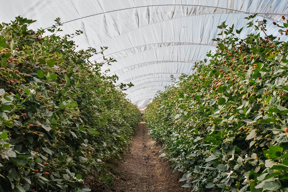 Sweet Karoline Blackberries Set to Shine in 2026 Season - Produce Market Guide