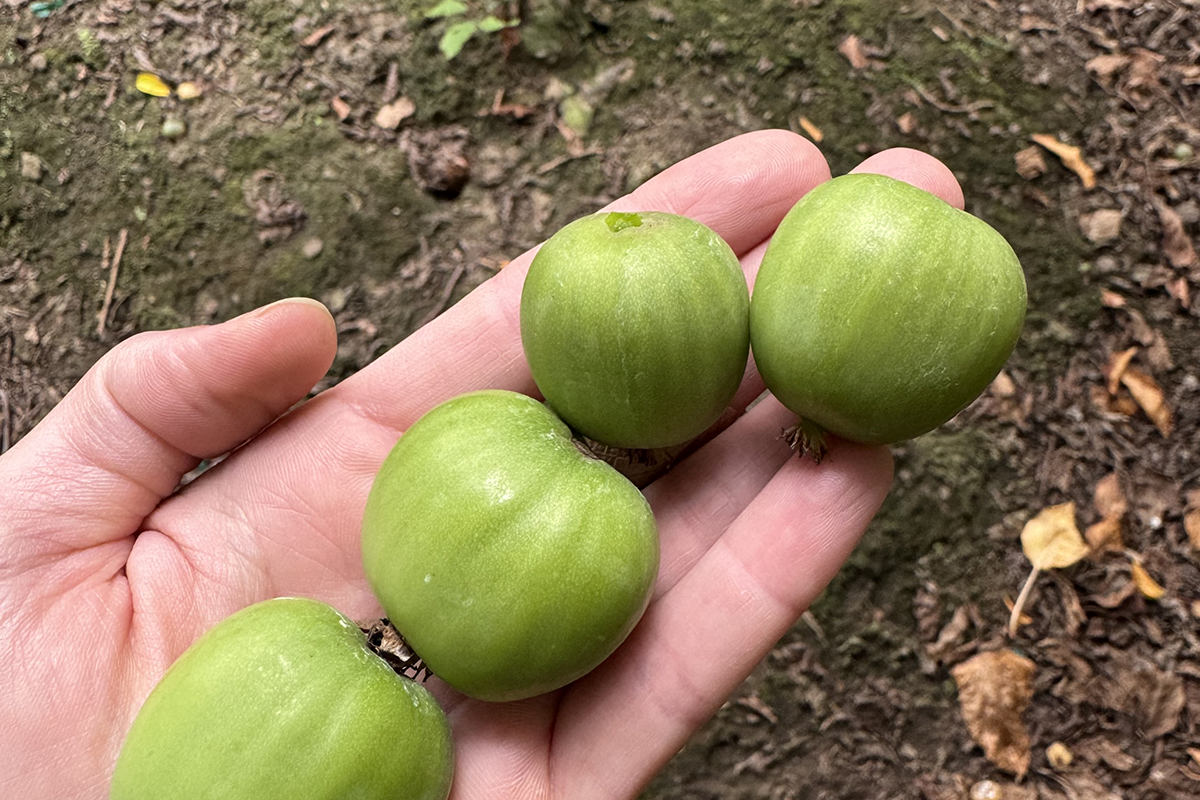 Homegrown Organic Farms Launches Little Pranksters Kiwi Berry Season