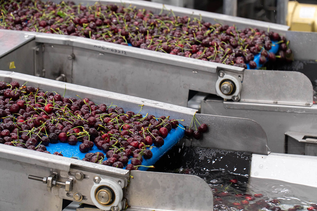 Packing-Cherries-Olds-Station-Ultimate-Line-Stemilt