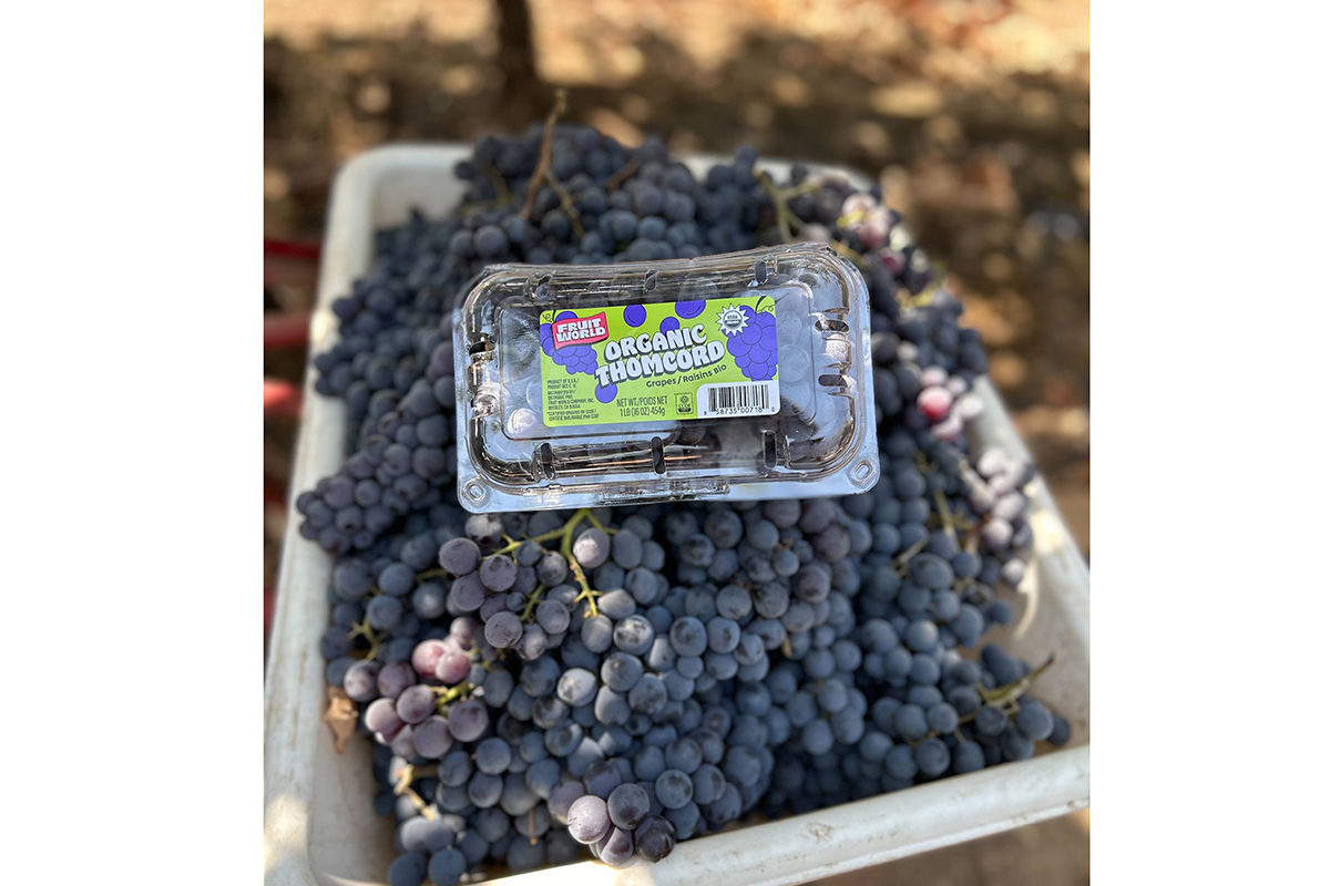 Fruit World Launches 2026 Grape Program with New Packaging - Produce Market Guide