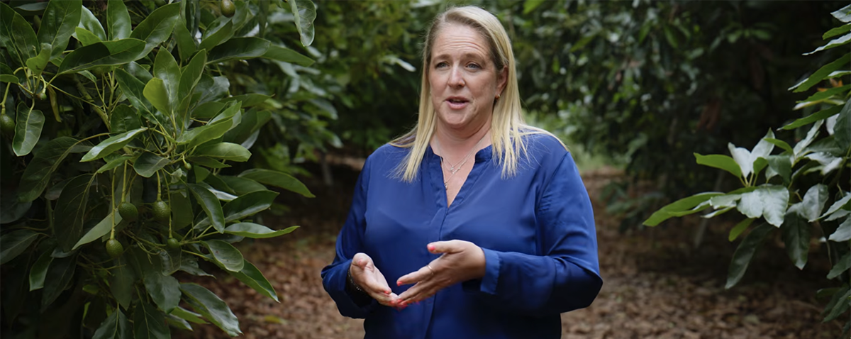 California Avocado Growers Demand Seasonal Tariffs on Mexican Imports - Produce Market Guide