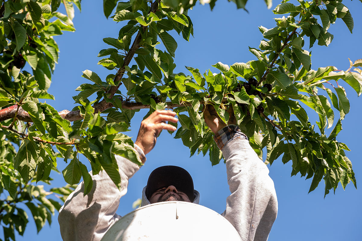 worker picking cherries from a tree