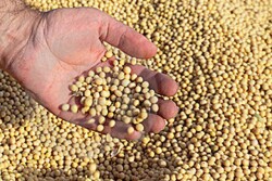 soybeans 