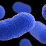 Rendering of listeria