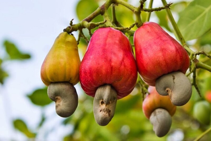 Cashew nut growing.