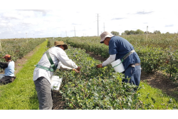 blueberry harvest