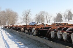 Serious consequences can result from not providing pregnant cows with enough protein during the winter.