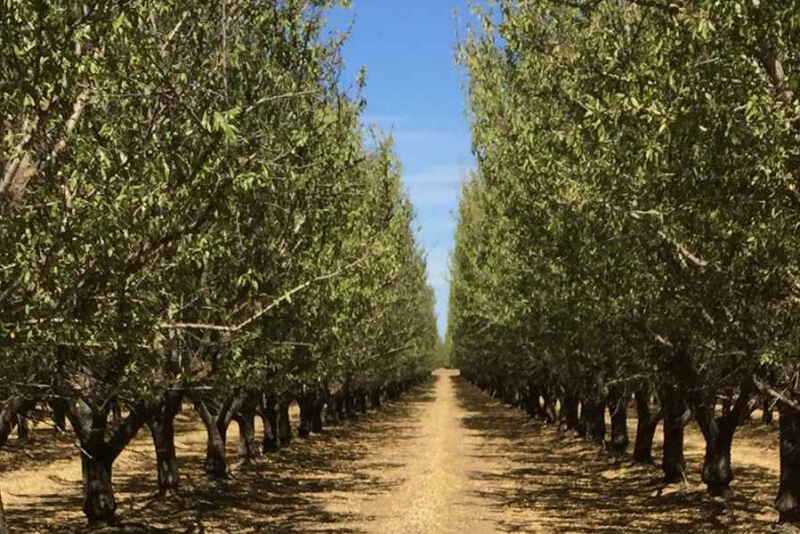 Almonds are a big crop in the U.S. compared to other countries.