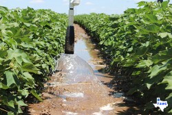 Irrigation.jpg