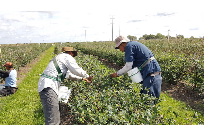 blueberry harvest