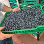 awe sum blueberries