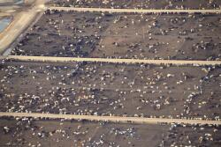 Feedlot airplane