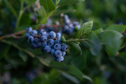 California Giant Berry Farms blueberry