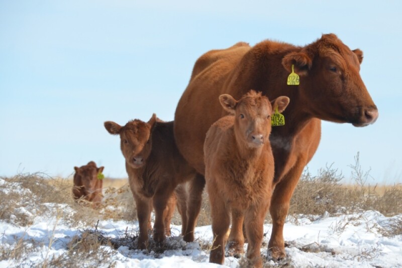 BT_Cow_Calves_Snow_Red_Angus