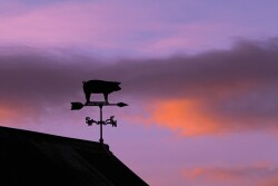 Winds of Change Pig Weathervane