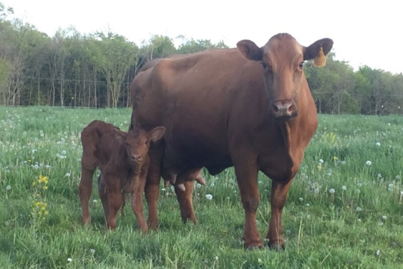 100% Grass-fed BEEFALO