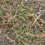 Alfalfa_Weeds