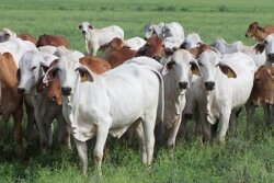 Brazil Cattle
