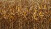 Corn Harvest