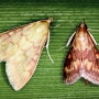 European corn borer moth