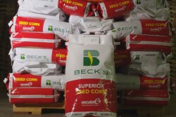 Becks-Lead-Image.jpg