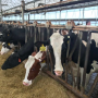 The weight of dairy market volatility started to feel overwhelming in January, he said, after frigid temperatures caused the parlor pipes to freeze and his herd blew through feed to keep warm and produce milk.

