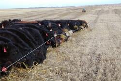 Swath Grazing - SDSU Ext.