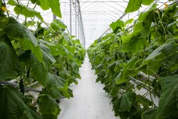 Great Lakes Greenhouses