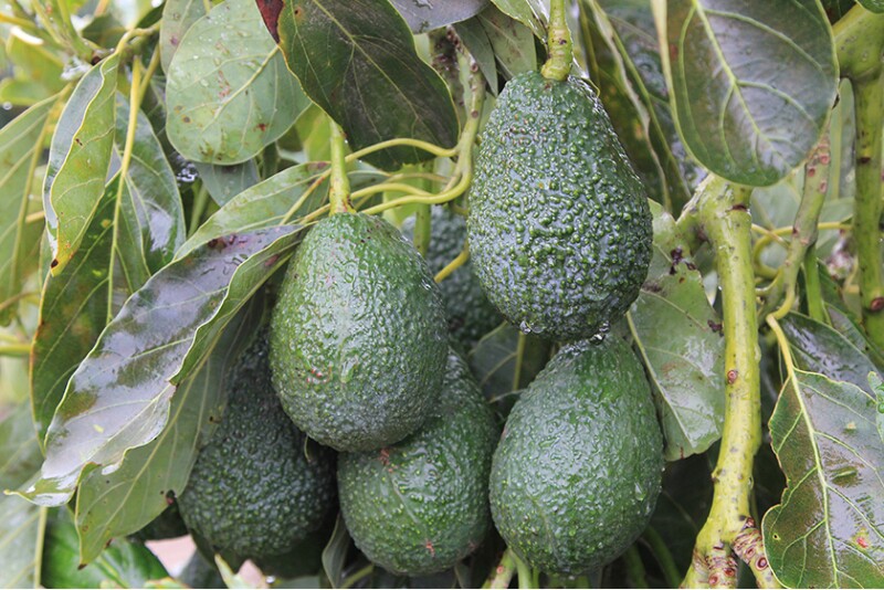 Rain on avocados. Photo courtesy California Avocado Commission