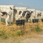 Identifying the type of semen used can also aid in herd management decisions.