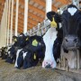 Holstein Cows Feedbunk Eating_Maureen Hanson