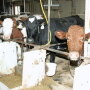 Crossbred cows at the University of Minnesota.