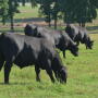 Young Angus bulls grazing Bermuda.
